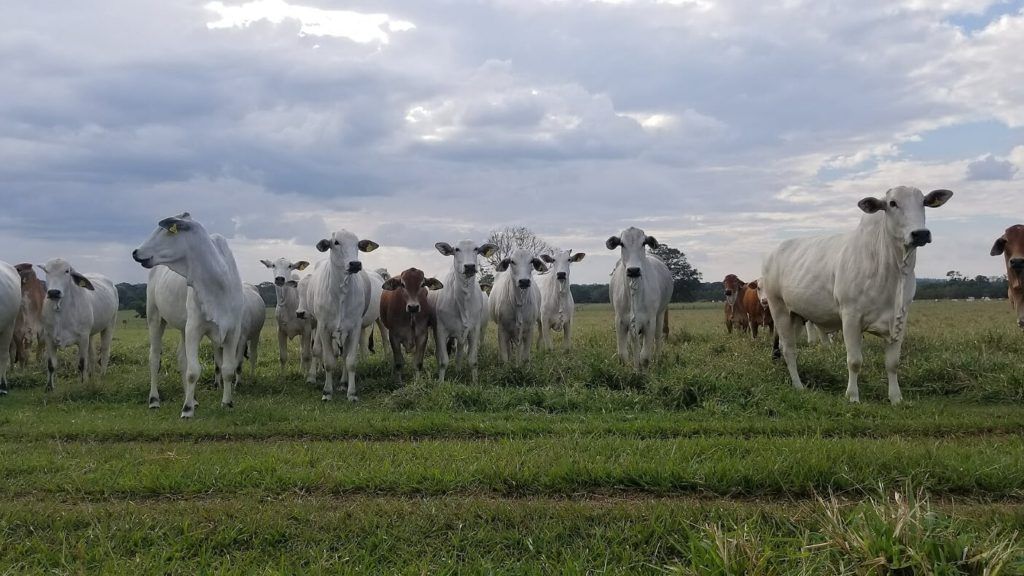 explotacion pecuaria