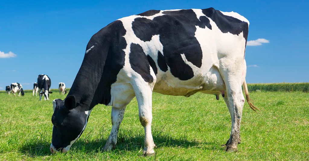 vacas doble propósito